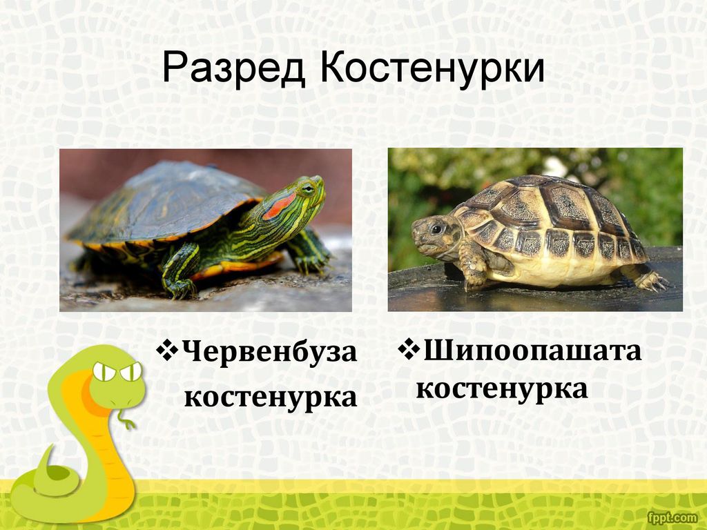 Разред Костенурки Червенбуза костенурка Шипоопашата костенурка