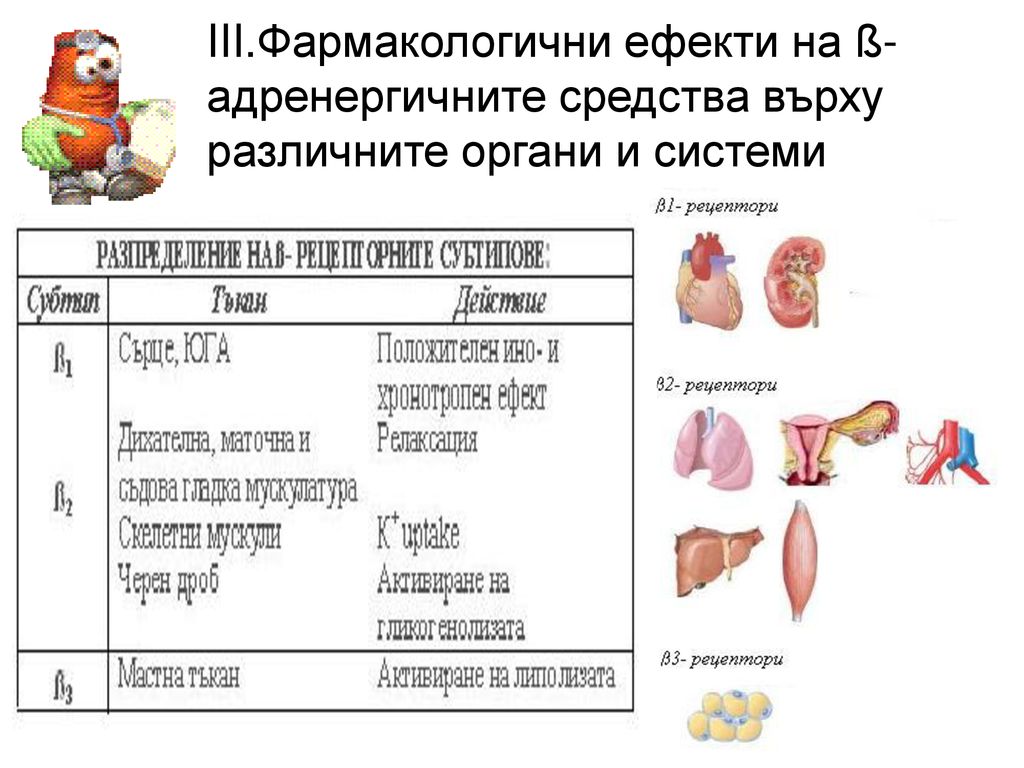 III.Фармакологични ефекти на ß-адренергичните средства върху различните органи и системи