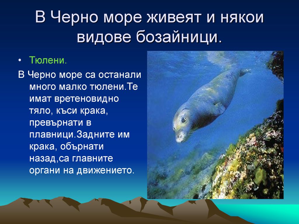 В Черно море живеят и някои видове бозайници.