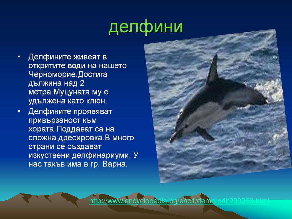 делфини Делфините живеят в откритите води на нашето Черноморие.Достига дължина над 2 метра.Муцуната му е удължена като клюн.