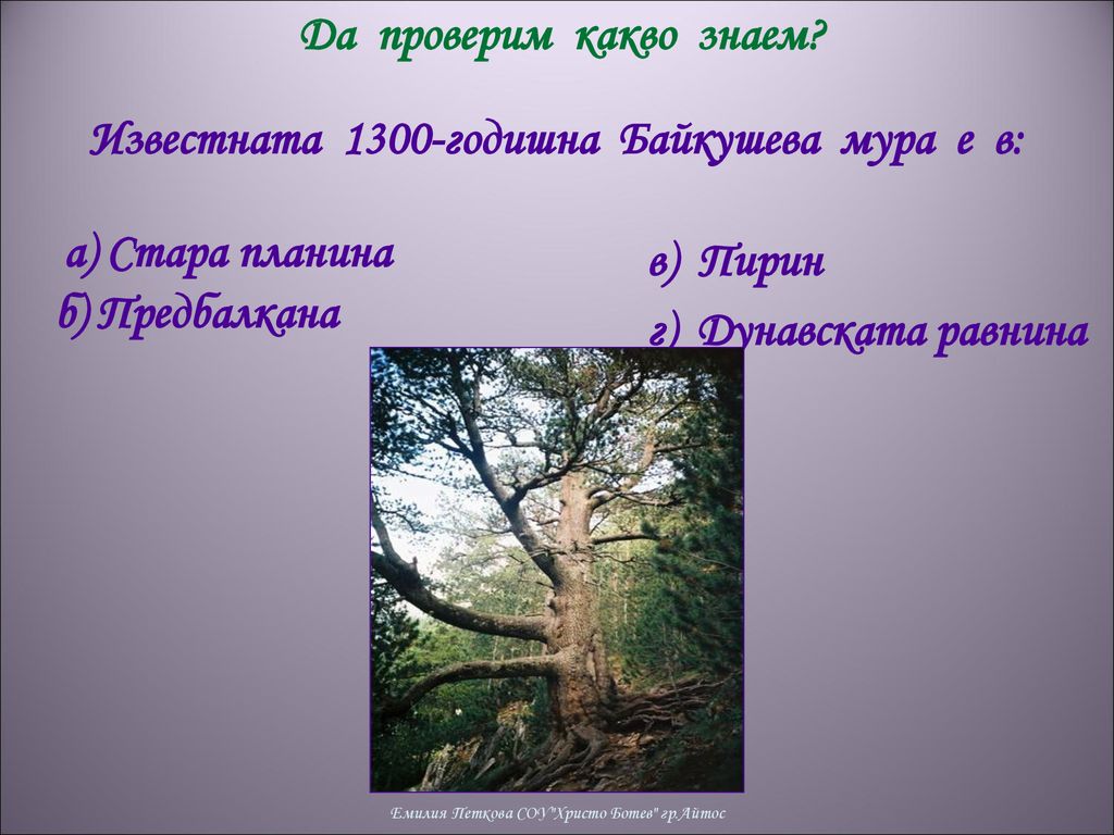 Известната 1300-годишна Байкушева мура е в: