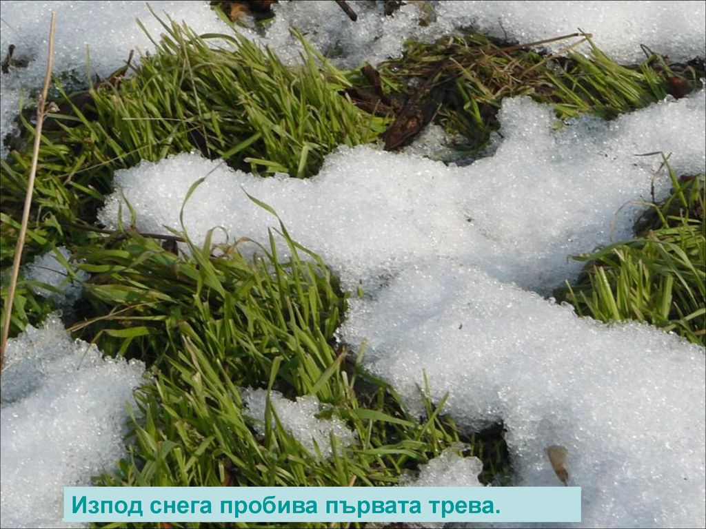 Изпод снега пробива първата трева.