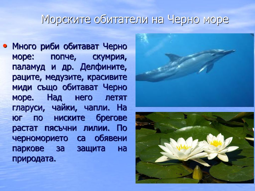 Морските обитатели на Черно море