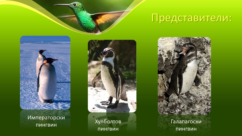 Представители: Императорски пингвин Хулболтов пингвин