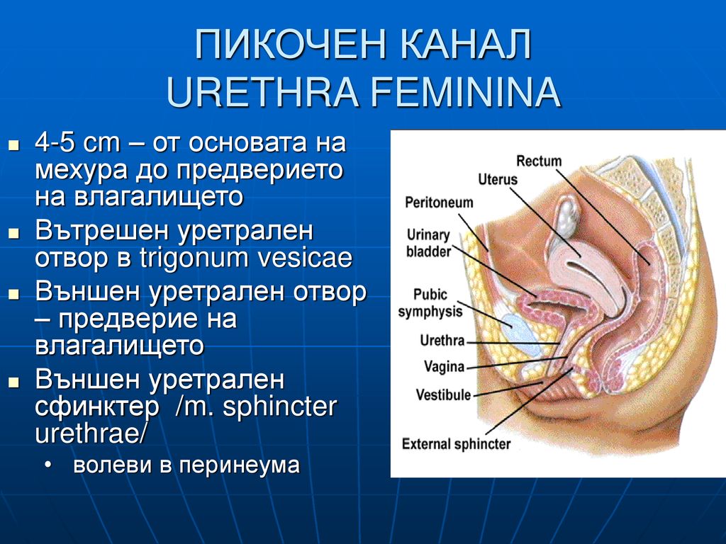 ПИКОЧЕН КАНАЛ URETHRA FEMININA