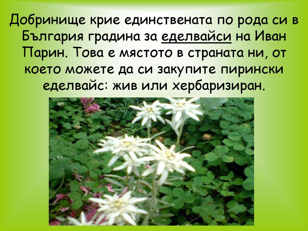 Добринище крие единствената по рода си в България градина за еделвайси на Иван Парин.