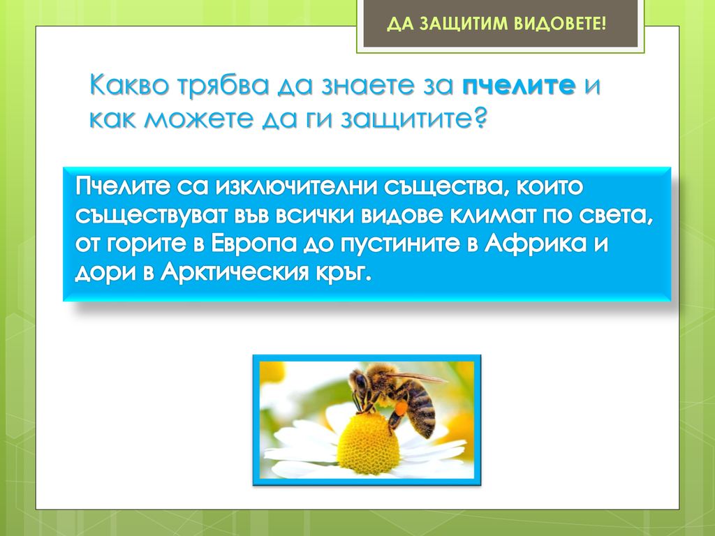 Какво трябва да знаете за пчелите и как можете да ги защитите