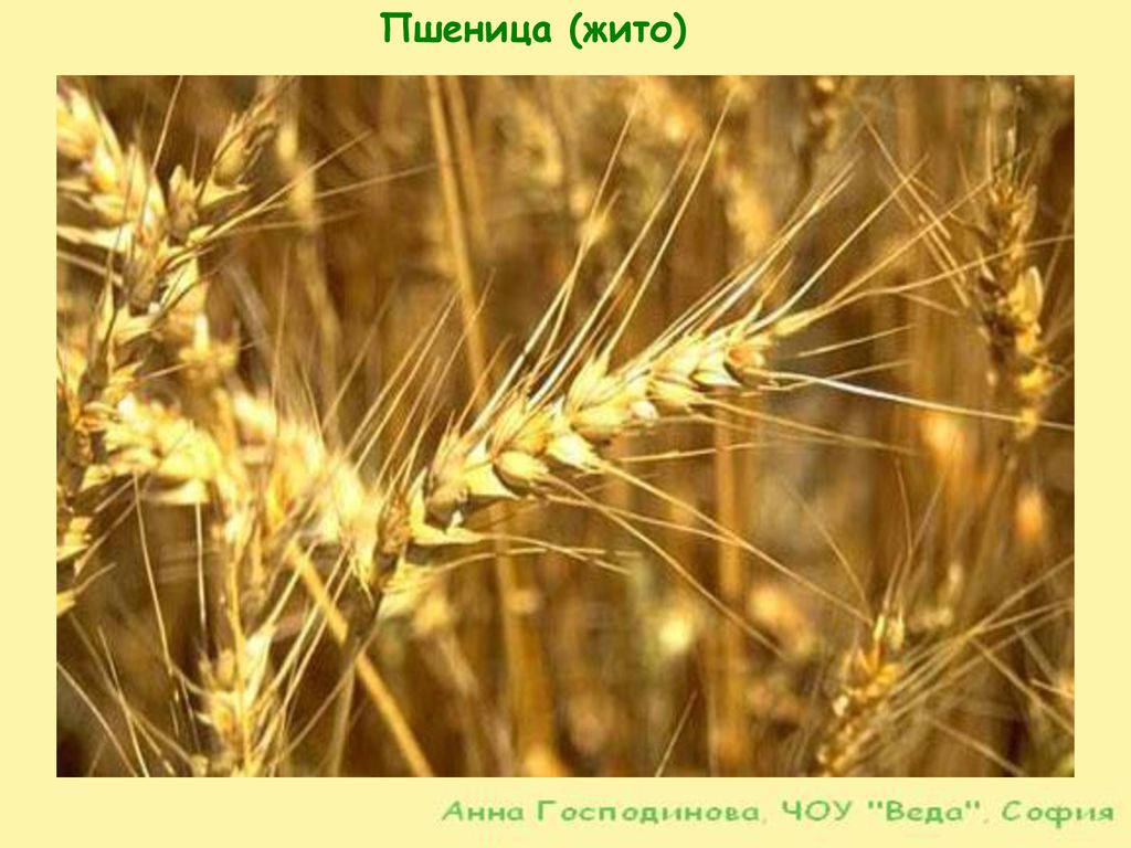 Пшеница (жито)