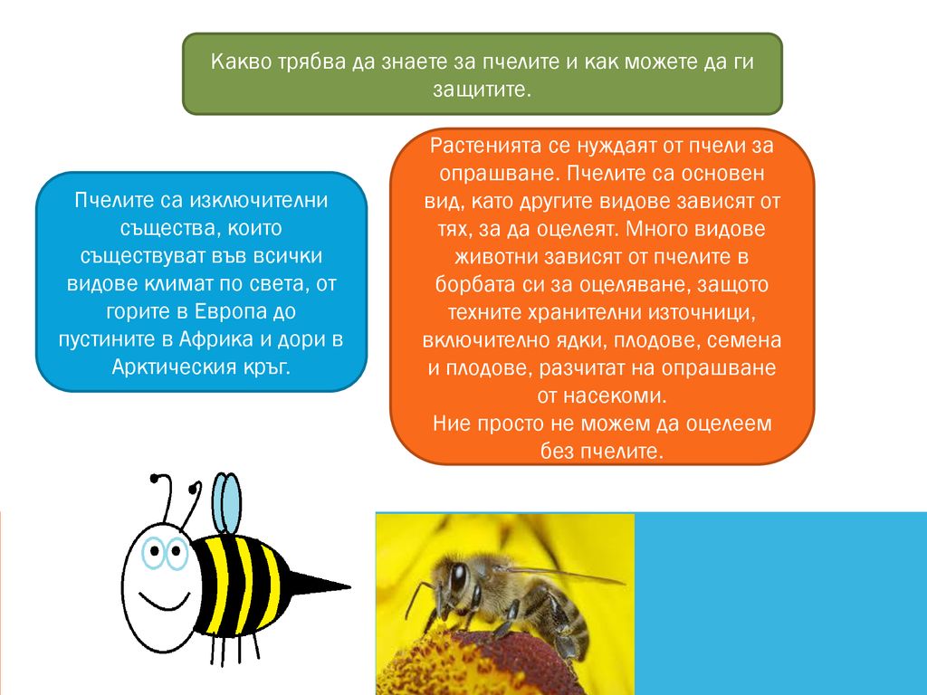 Какво трябва да знаете за пчелите и как можете да ги защитите.