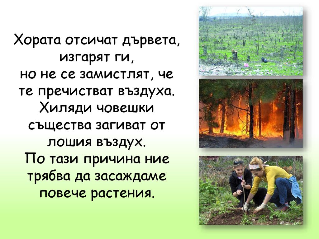 Хората отсичат дървета, изгарят ги, но не се замистлят, че те пречистват въздуха.