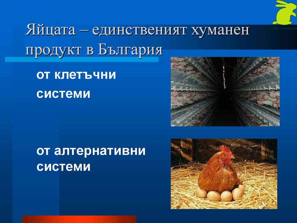 Яйцата – единственият хуманен продукт в България