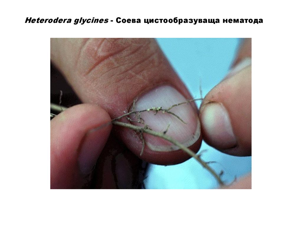 Heterodera glycines - Соева цистообразуваща нематода