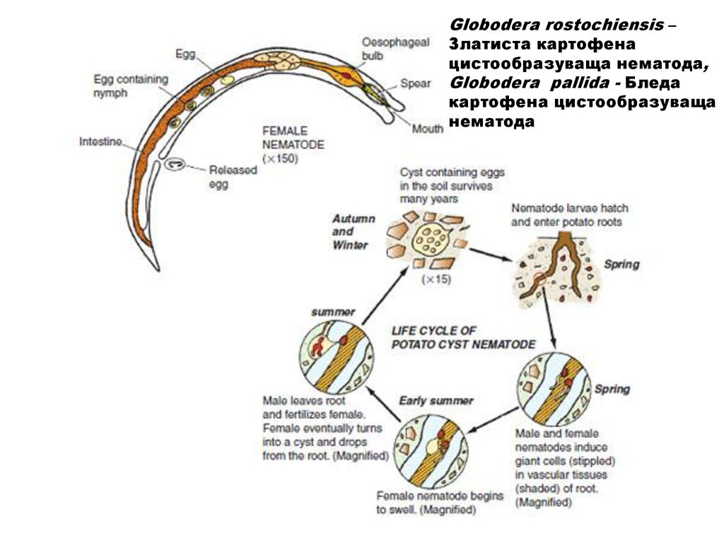 Globodera rostochiensis – Златиста картофена цистообразуваща нематода, Globodera pallida - Бледа картофена цистообразуваща нематода