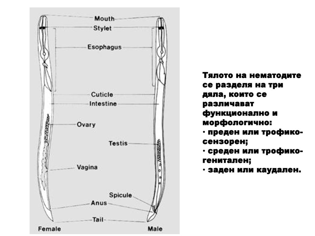 Тялото на нематодите се разделя на три дяла, които се различават функционално и морфологично: